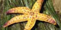 biofouling environment