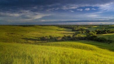 Arrow brings Mateguafa-5 onstream after drilling in Colombia’s Llanos Basin